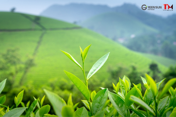 Vietnam's Tea Culture and Business Opportunities | Potential of Vietnam's Food, Trading, and F&B Industries - Intro Image